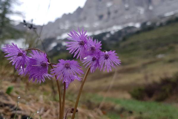 Le Vercors