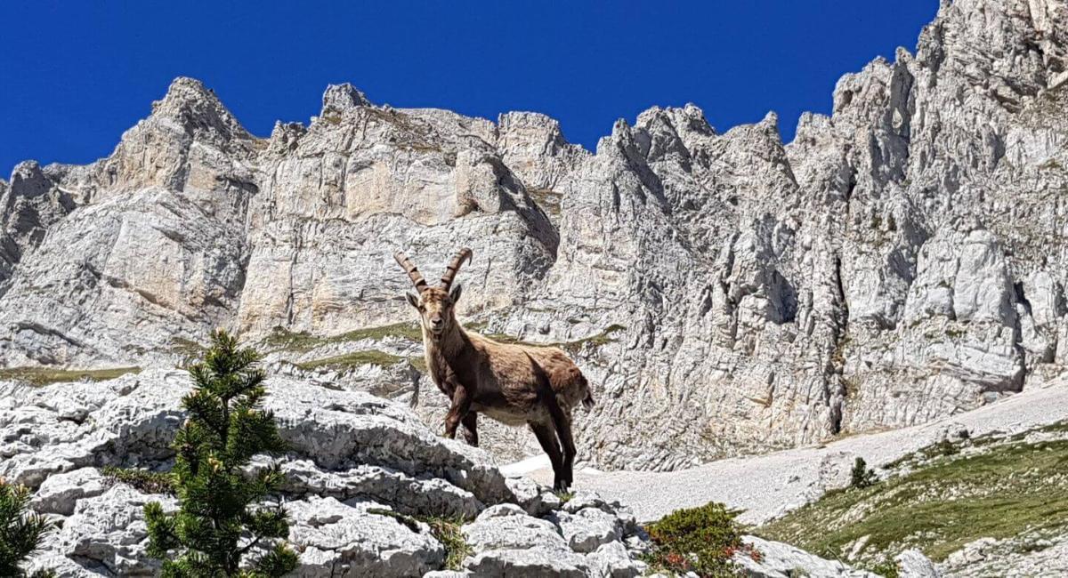 Observez la faune…